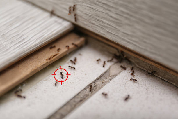 Best Affordable Pest Control Services  in Clifton Gardens, NY