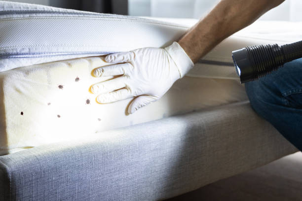 Best Bed Bug Extermination  in Clifton Gardens, NY