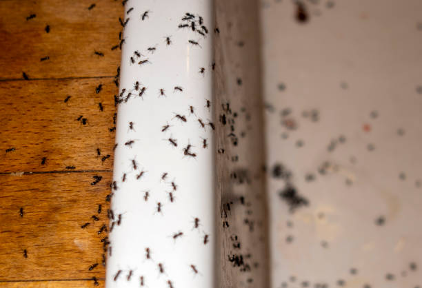 Best Wasp Removal Services  in Clifton Gardens, NY
