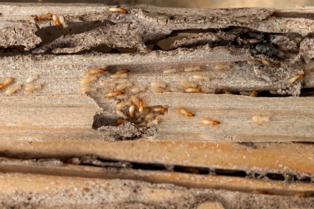 Best Local Pest Control Services  in Clifton Gardens, NY